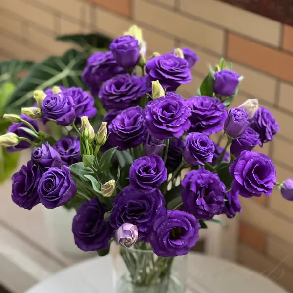 💐Sementes de Lisianthus