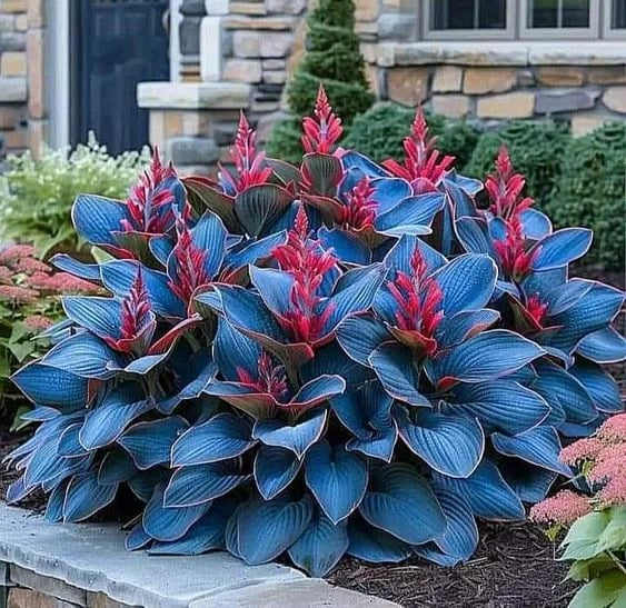 Sementes de Grama Ornamental Perene Coleus