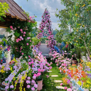 🌹Escalando videira sementes de flores de rosa🌹