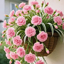 Sementes/Bulbos de Planta-Aranha Grand Bloom 💐 A Obra-Prima Suspensa da Natureza em Cor e Graça