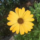 Sementes de margarida de piretro