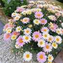 Sementes de margarida de piretro