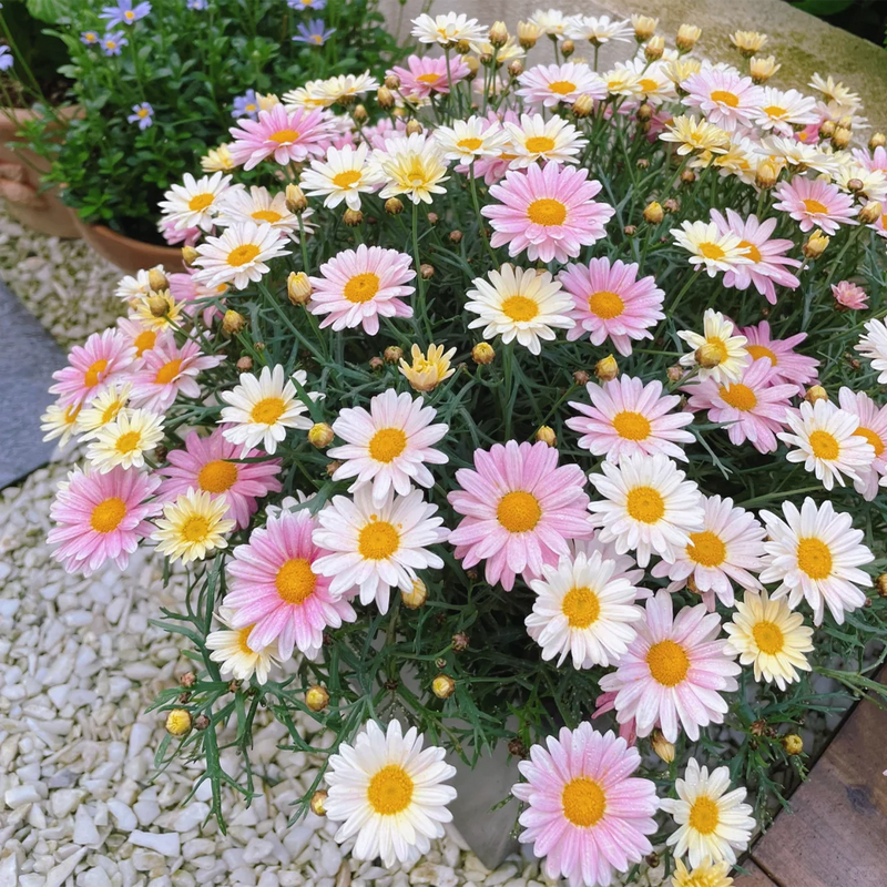 Sementes de margarida de piretro