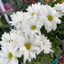 Sementes de margarida de piretro