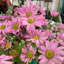 Sementes de margarida de piretro