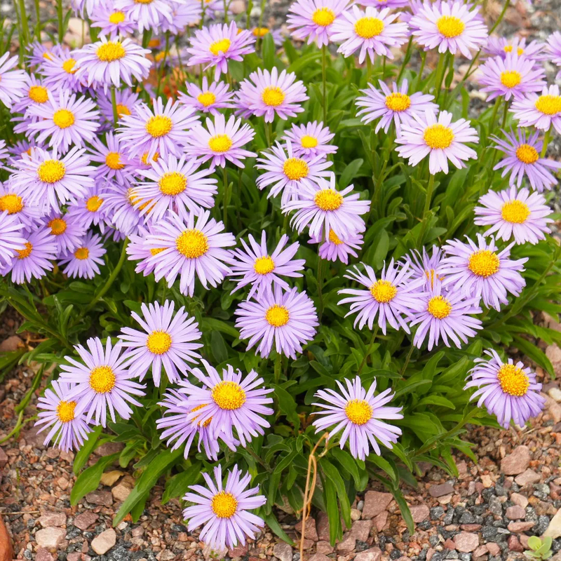 Sementes de margarida de piretro