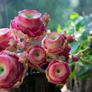 🌱🌹Rosa da Montanha: Beleza que Nunca Desbota, Mesmo para Jardineiros Iniciantes!🌺