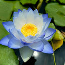 🌸 A Sagrada Flor de Lótus Bonsai