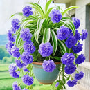 Sementes/Bulbos de Planta-Aranha Grand Bloom 💐 A Obra-Prima Suspensa da Natureza em Cor e Graça