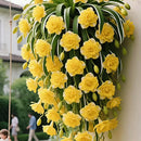 Sementes/Bulbos de Planta-Aranha Grand Bloom 💐 A Obra-Prima Suspensa da Natureza em Cor e Graça