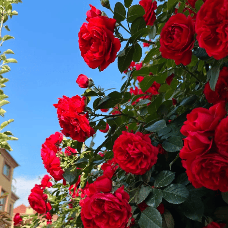 🌹Escalando videira sementes de flores de rosa🌹