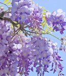 🌸Wisteria - A beleza em cascata do jardim o ano todo