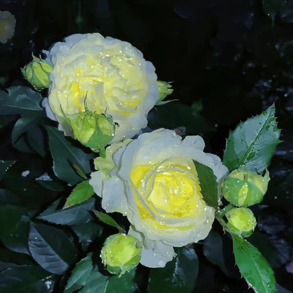 💐Sementes de Lisianthus