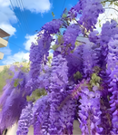 🌸Wisteria - A beleza em cascata do jardim o ano todo