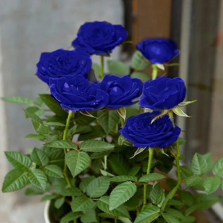💙Sementes de Rosa Encantadora Azul✨