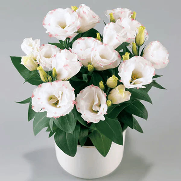 💐Sementes de Lisianthus