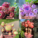 🌱🌹Rosa da Montanha: Beleza que Nunca Desbota, Mesmo para Jardineiros Iniciantes!🌺