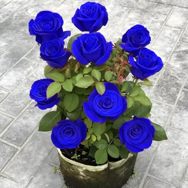 💙Sementes de Rosa Encantadora Azul✨