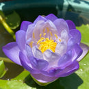 🌸 A Sagrada Flor de Lótus Bonsai