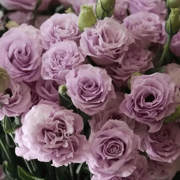 💐Sementes de Lisianthus