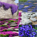 🔥✨Sementes de Tomilho-rasteiro para todas as estações 🏡