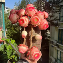 🌱🌹Rosa da Montanha: Beleza que Nunca Desbota, Mesmo para Jardineiros Iniciantes!🌺