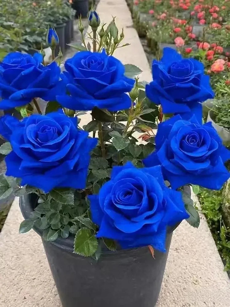 💙Sementes de Rosa Encantadora Azul✨