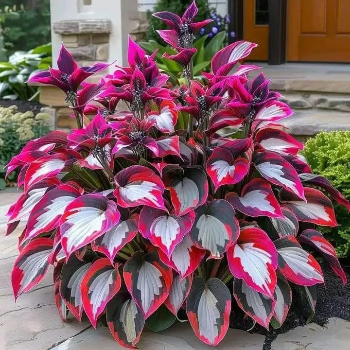 49% de desconto 🍃 Sementes de Hosta Rara 🌿