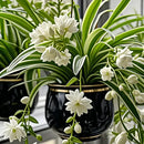 Sementes/Bulbos de Planta-Aranha Grand Bloom 💐 A Obra-Prima Suspensa da Natureza em Cor e Graça