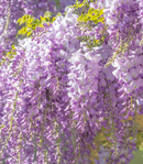 🌸Wisteria - A beleza em cascata do jardim o ano todo