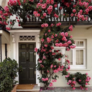 🌹Escalando videira sementes de flores de rosa🌹