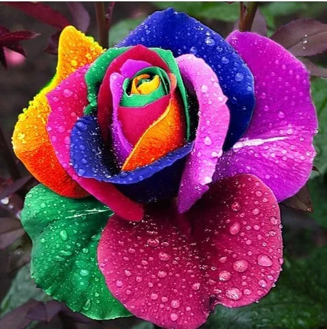 💙Sementes de Rosa Encantadora Azul✨