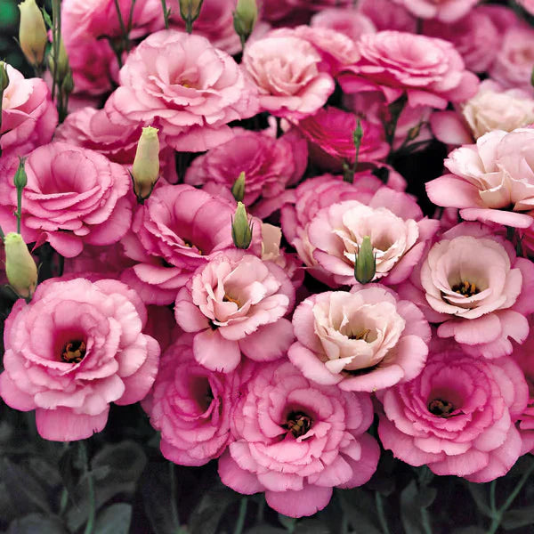 💐Sementes de Lisianthus