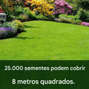 🔥🌱 Sementes de grama anã perene para quatro estações🌾 | Crie seu gramado perfeito aqui🌼