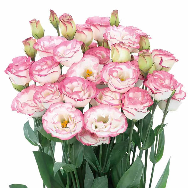 💐Sementes de Lisianthus