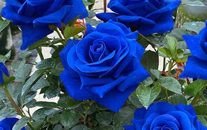 💙Sementes de Rosa Encantadora Azul✨