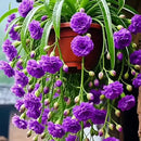 Sementes/Bulbos de Planta-Aranha Grand Bloom 💐 A Obra-Prima Suspensa da Natureza em Cor e Graça