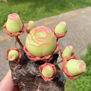 🌱🌹Rosa da Montanha: Beleza que Nunca Desbota, Mesmo para Jardineiros Iniciantes!🌺