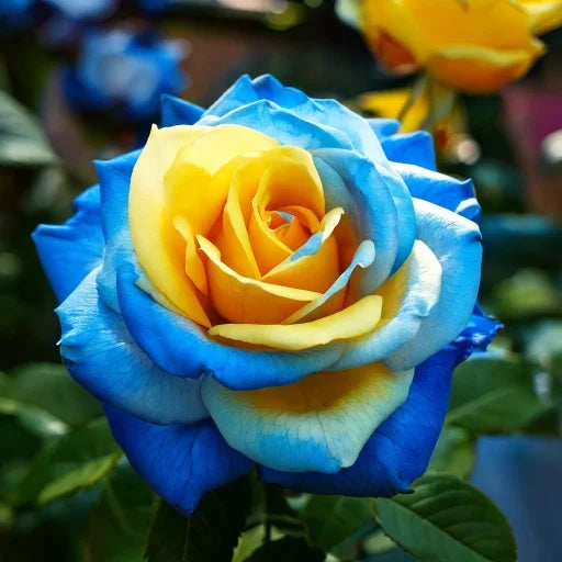 💙Sementes de Rosa Encantadora Azul✨
