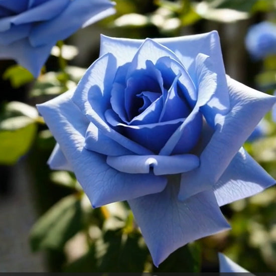 💙Sementes de Rosa Encantadora Azul✨