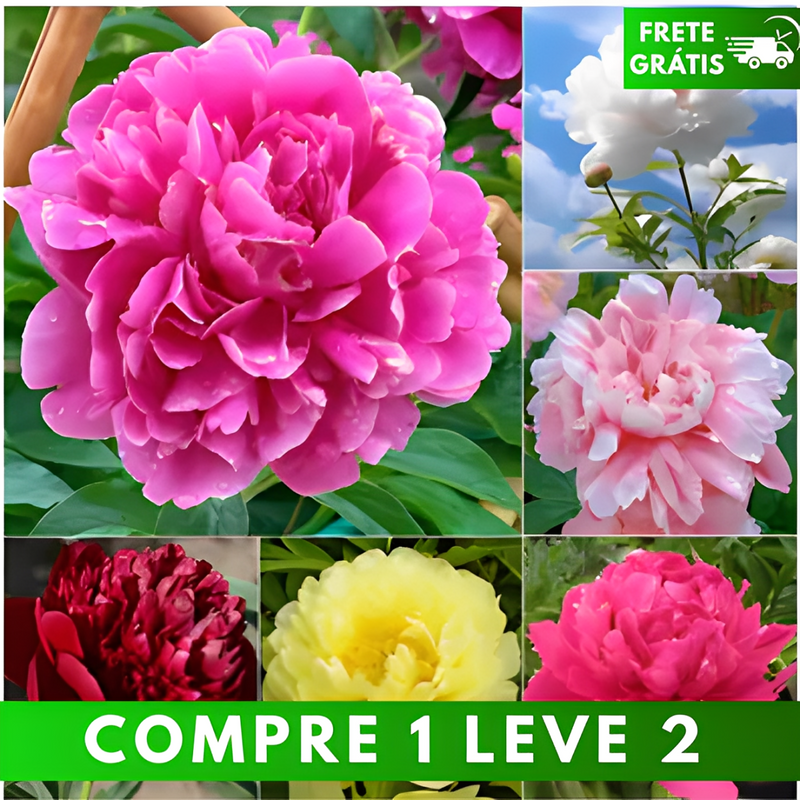 🌺O Encanto das Peônias: Beleza Real no Jardim🌺