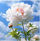 🌺O Encanto das Peônias: Beleza Real no Jardim🌺