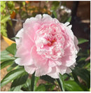 🌺O Encanto das Peônias: Beleza Real no Jardim🌺