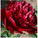 🌺O Encanto das Peônias: Beleza Real no Jardim🌺