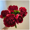 🌺O Encanto das Peônias: Beleza Real no Jardim🌺