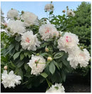 🌺O Encanto das Peônias: Beleza Real no Jardim🌺