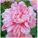 🌺O Encanto das Peônias: Beleza Real no Jardim🌺