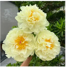 🌺O Encanto das Peônias: Beleza Real no Jardim🌺