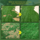 🔥🌱 Sementes de grama anã perene para quatro estações🌾 | Crie seu gramado perfeito aqui🌼