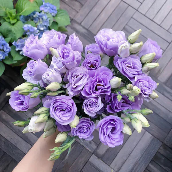 💐Sementes de Lisianthus